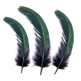 Pluma de Cola de Gallo