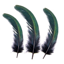 Pluma de Cola de Gallo