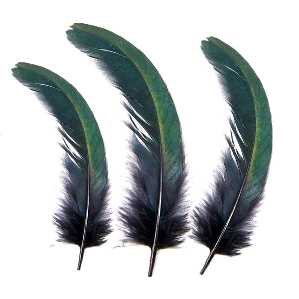 Pluma de Cola de Gallo