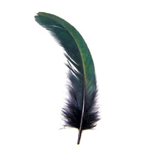 Pluma de Cola de Gallo