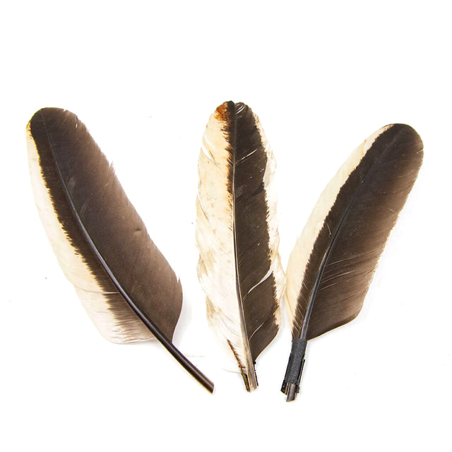 Pluma de Gallo Blanco Y Negro