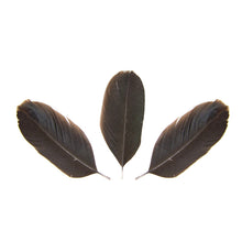 Pluma de Gallo Negra