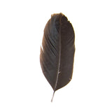Pluma de Gallo Negra