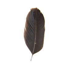 Pluma de Gallo Negra