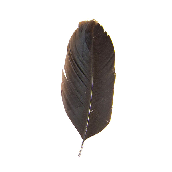 Pluma de Gallo Negra