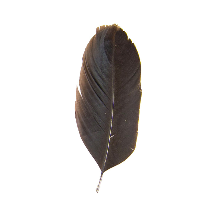 Pluma de Gallo Negra