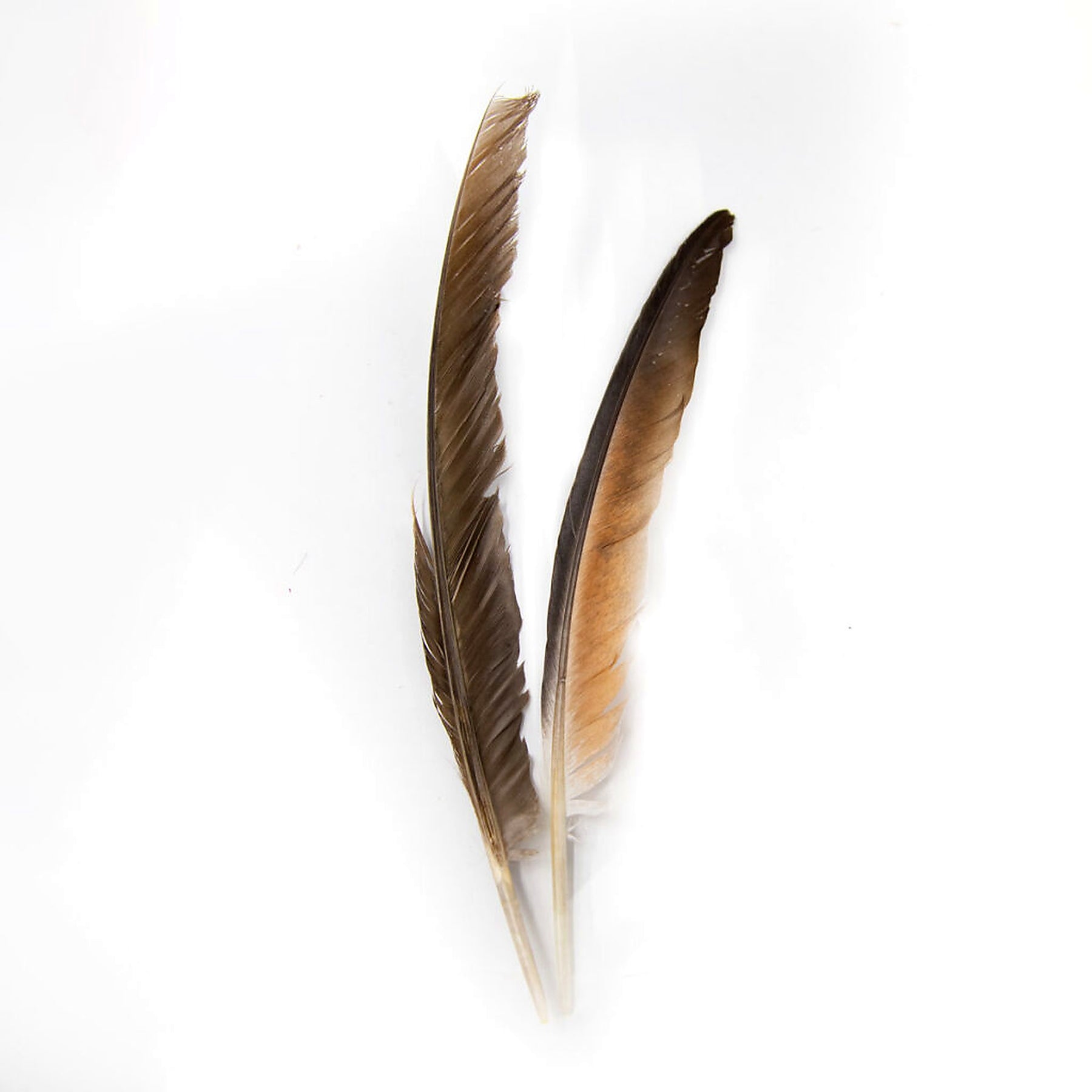 Pluma de Paloma