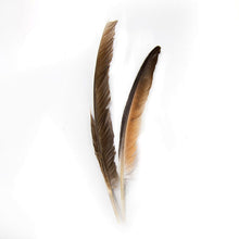Pluma de Paloma
