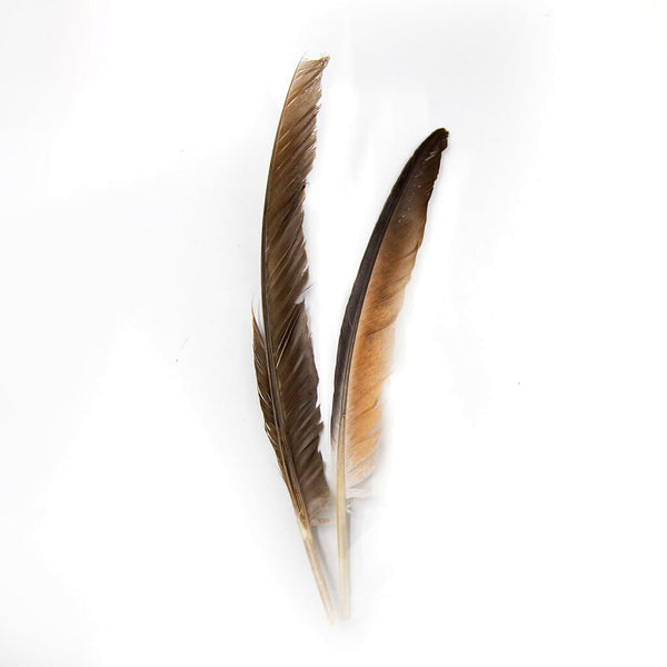 Pluma de Paloma