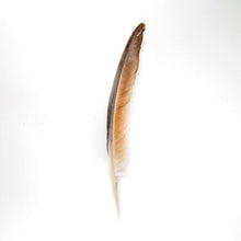 Pluma de Paloma