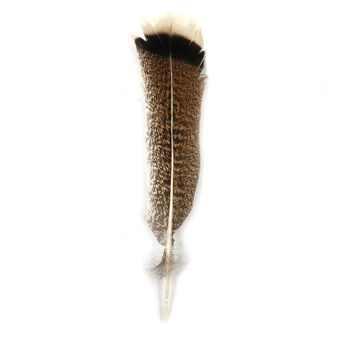 Pluma de Pavo