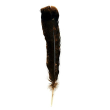 Pluma de Pavo
