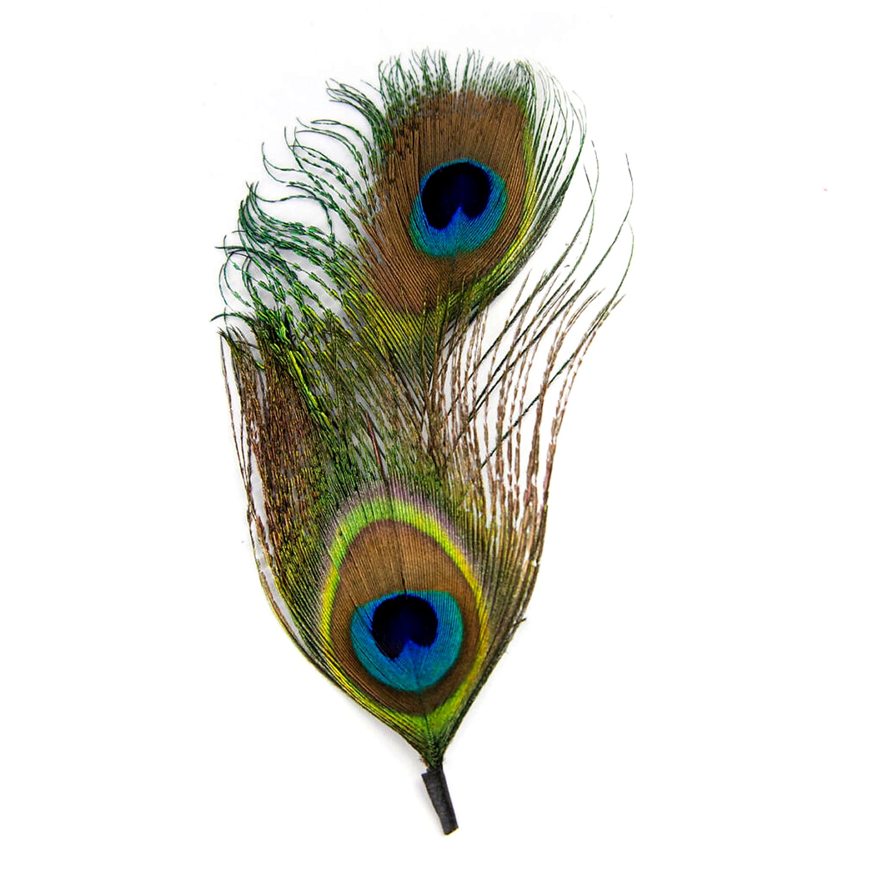 Pluma de Pavo Real Doble